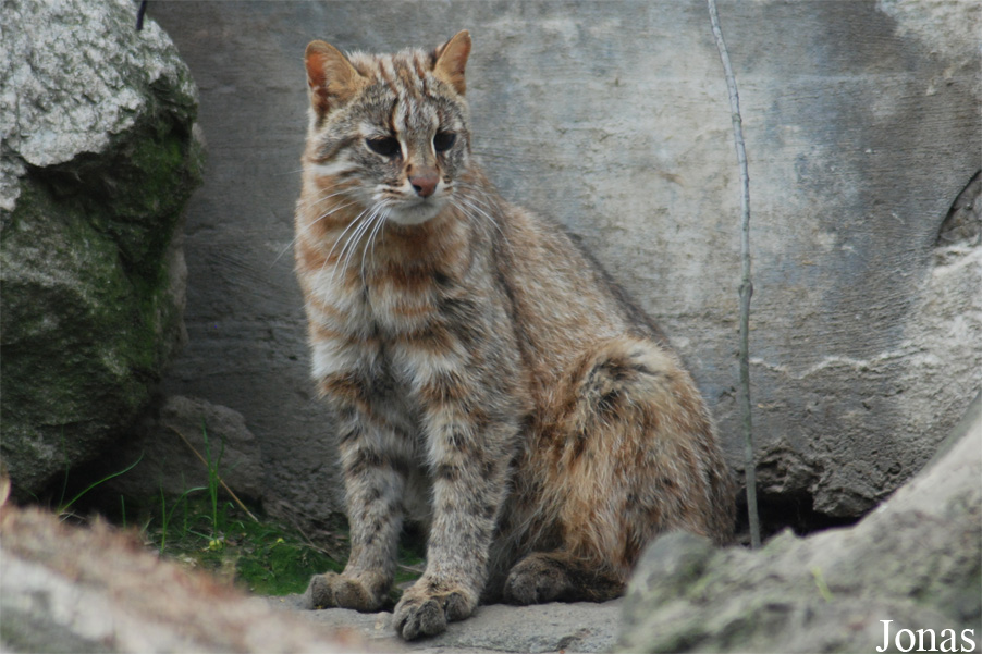 Prionailurus bengalensis euptilurus