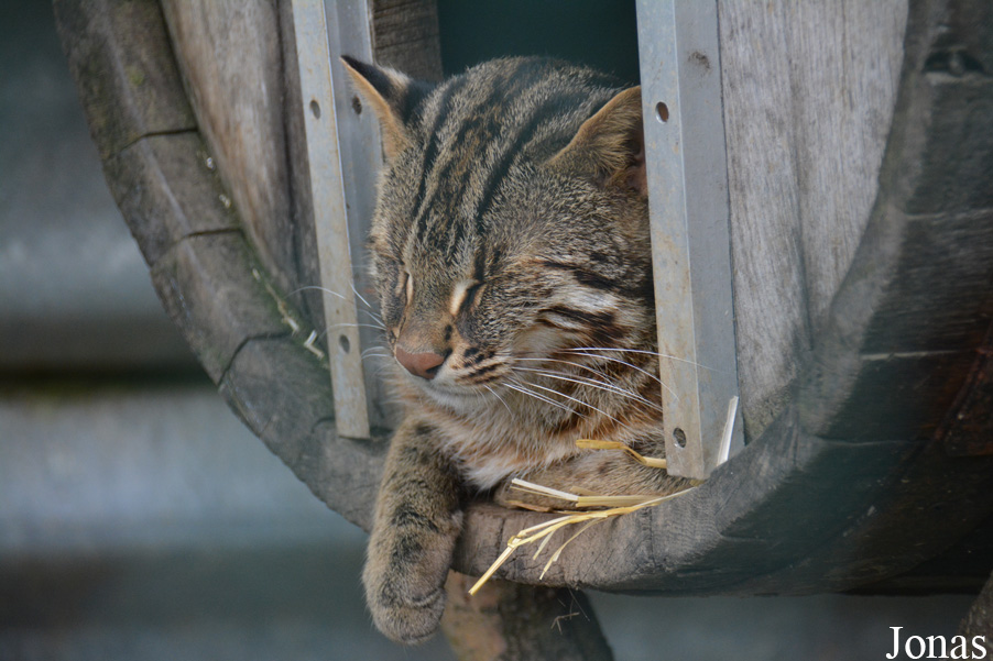 Prionailurus bengalensis euptilurus