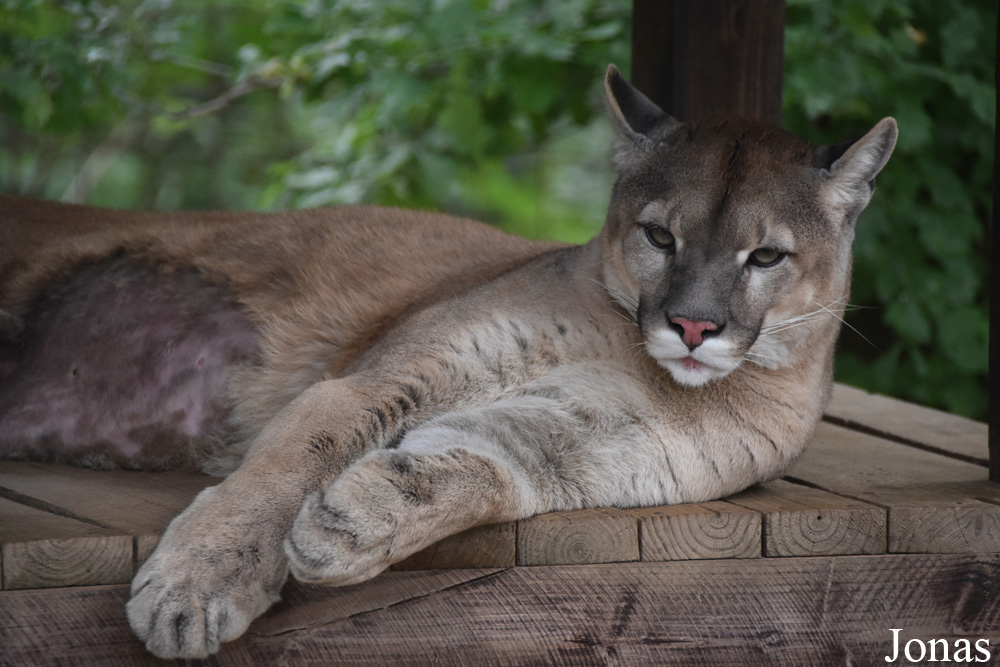 Puma concolor