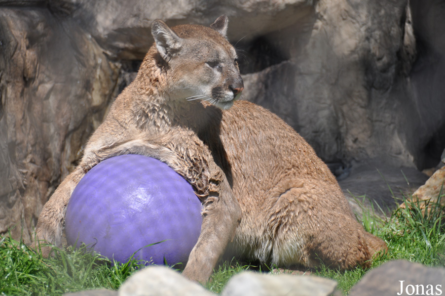 Puma concolor