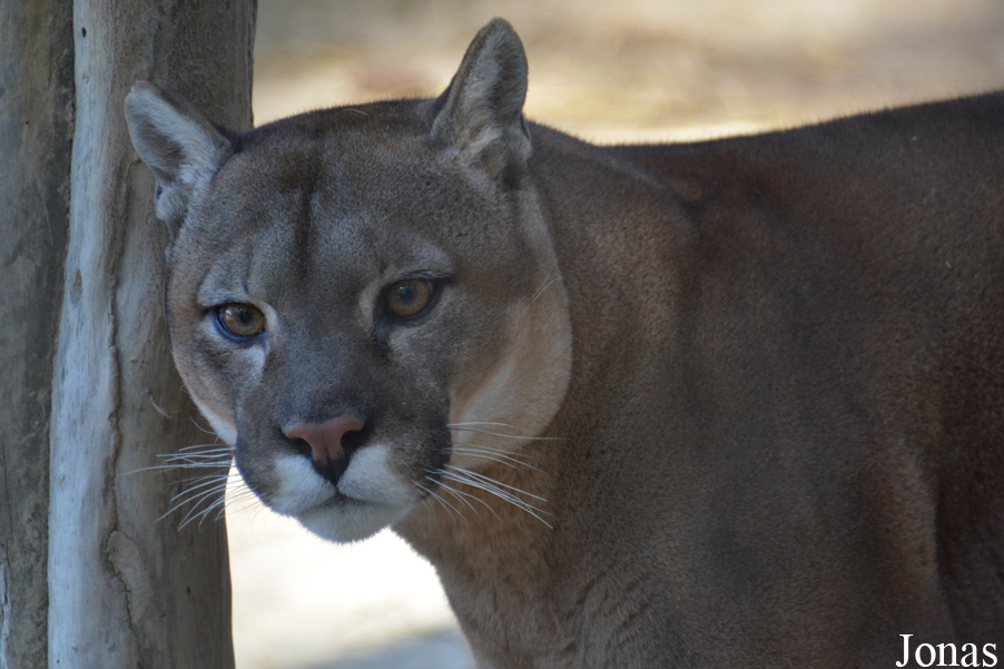 Puma concolor