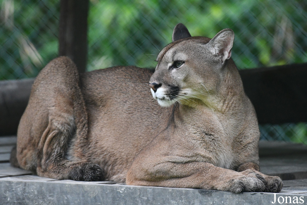 Puma concolor concolor
