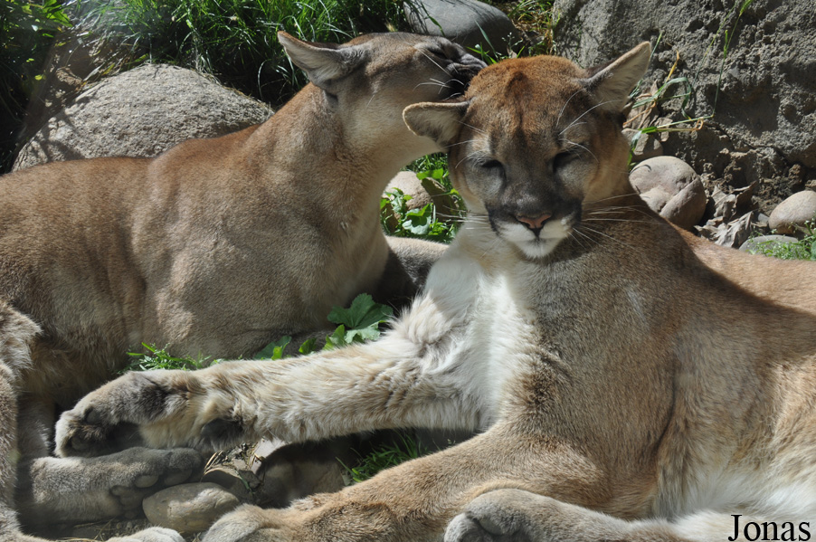 Puma concolor coryi