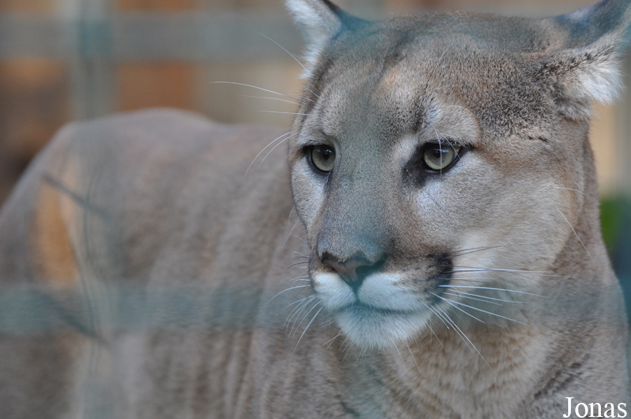 Puma concolor missoulensis