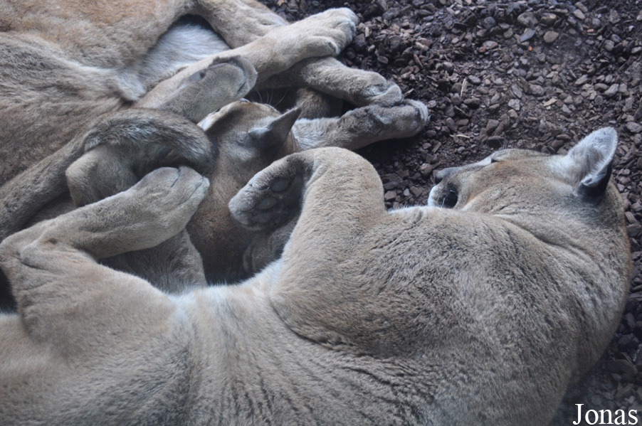 Puma concolor puma