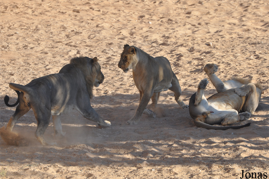 Panthera leo