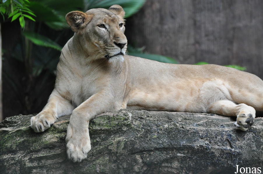 Panthera leo