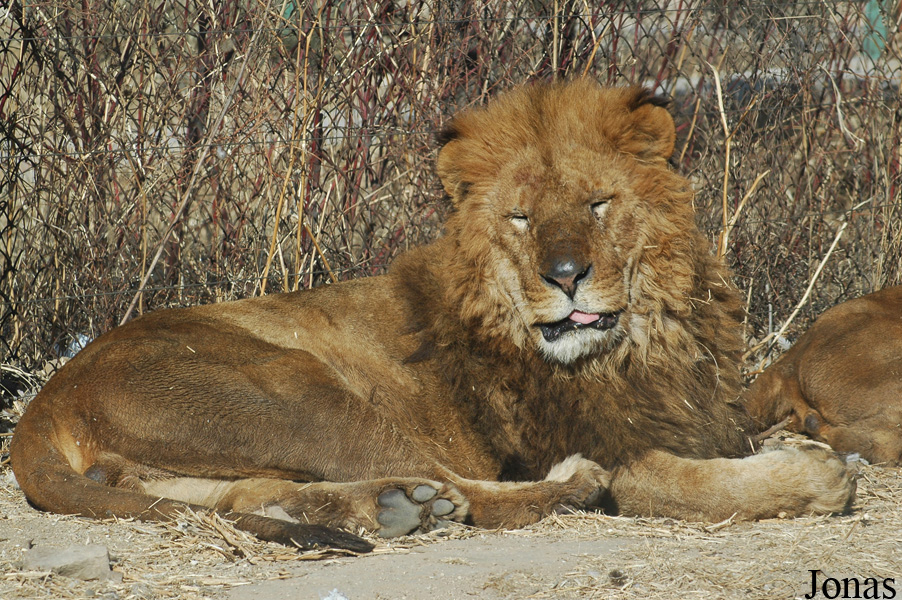 Panthera leo