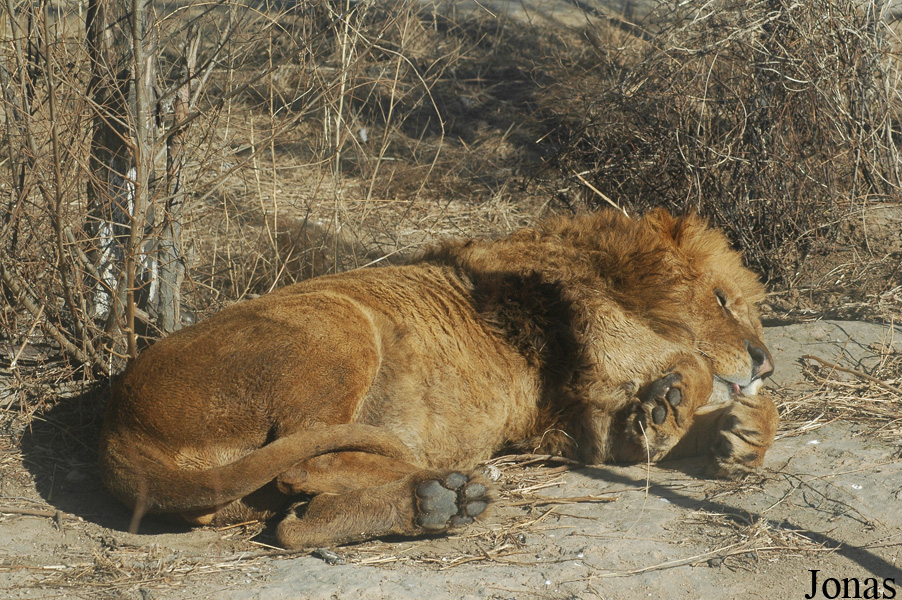 Panthera leo