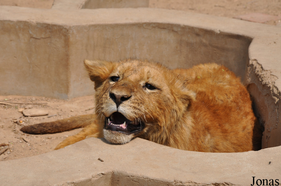 Panthera leo