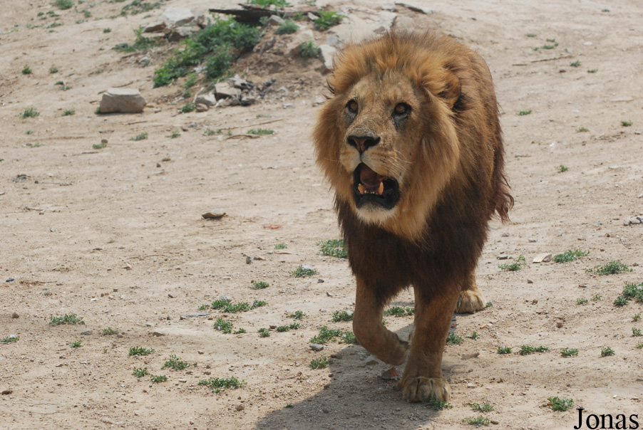 Panthera leo