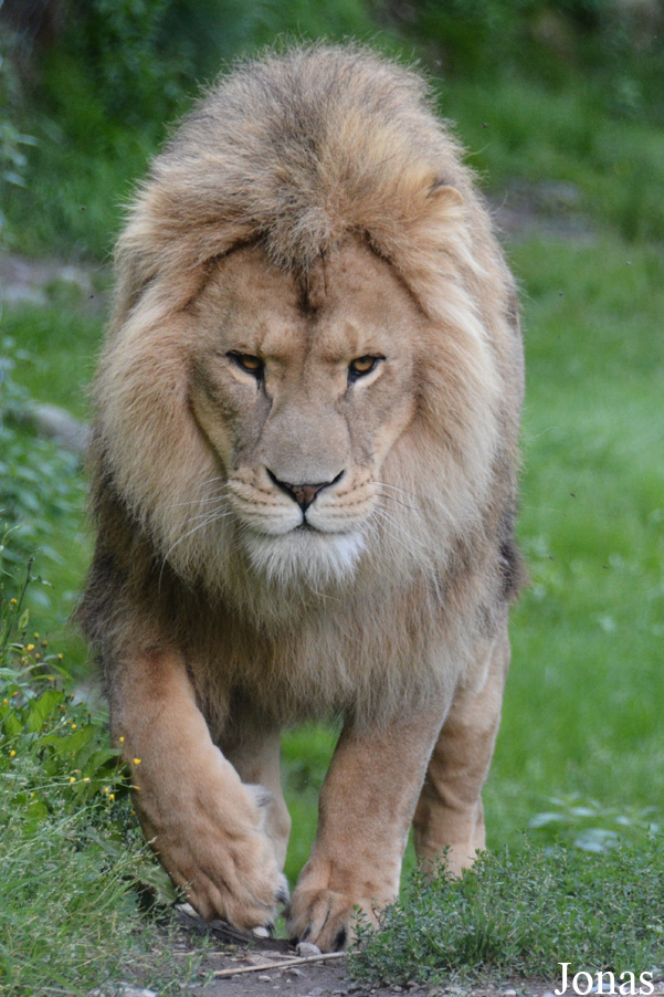 Panthera leo