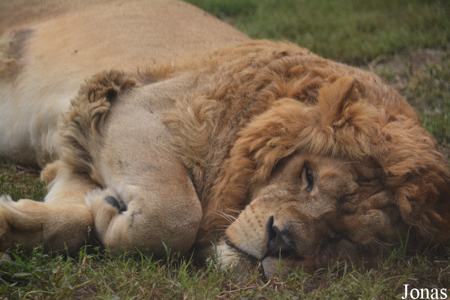 Panthera leo