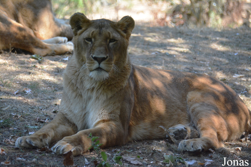 Panthera leo