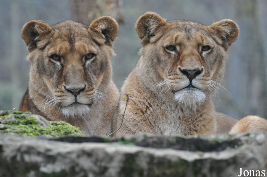 Panthera leo