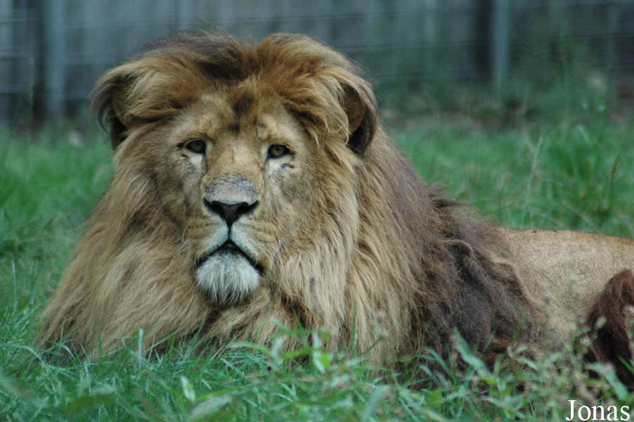 Panthera leo