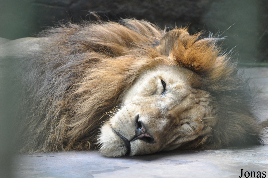 Panthera leo