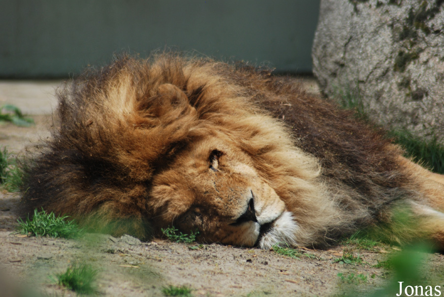 Panthera leo