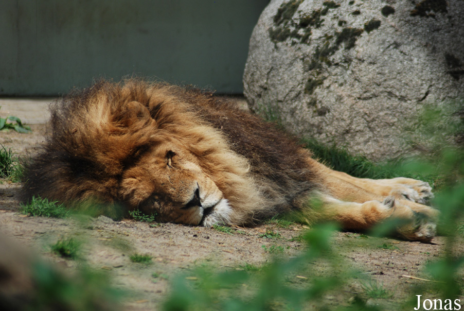 Panthera leo