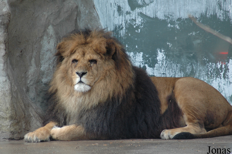 Panthera leo