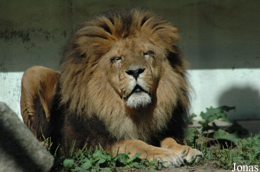 Panthera leo