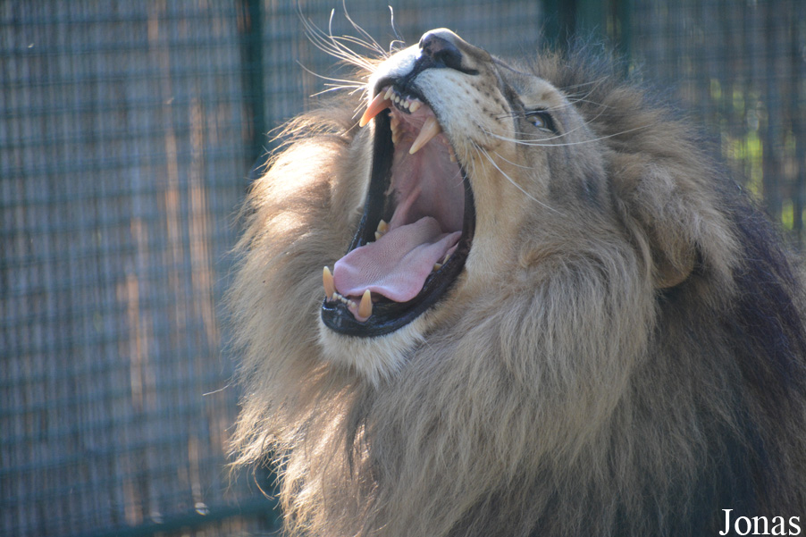 Panthera leo