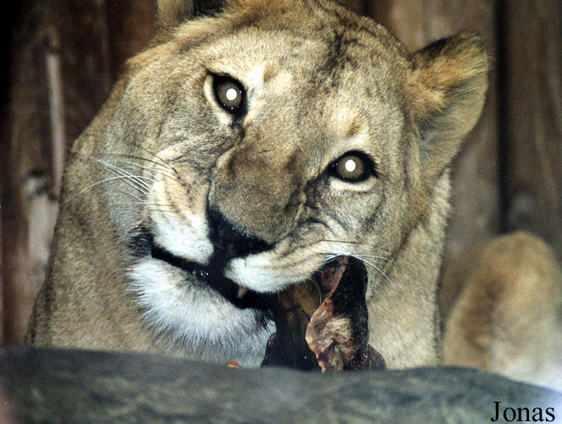 Panthera leo