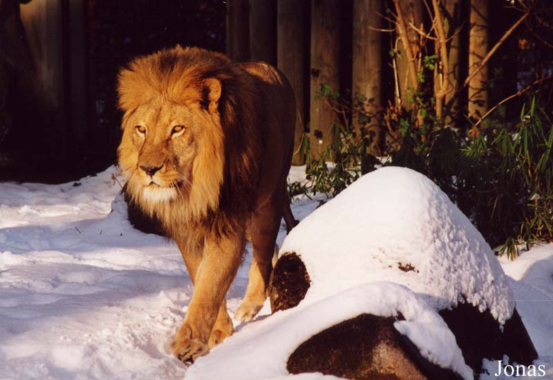 Panthera leo
