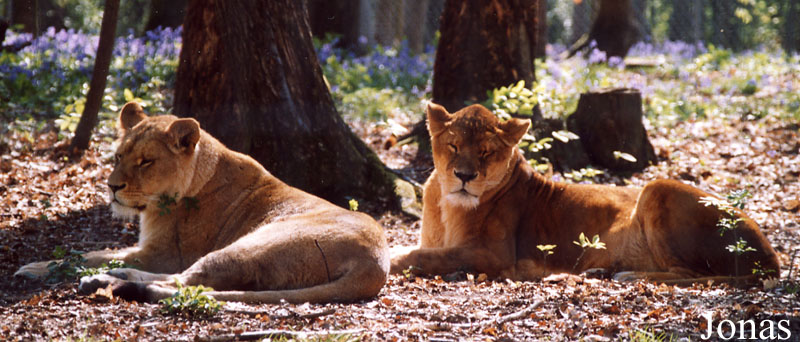 Panthera leo