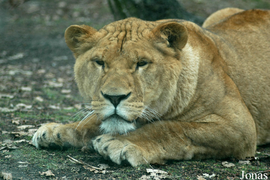 Panthera leo