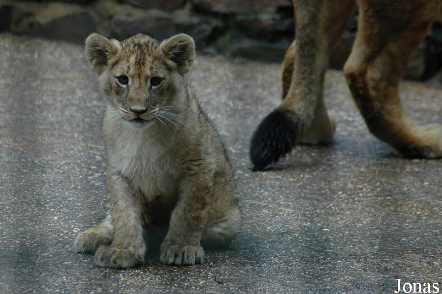 Panthera leo