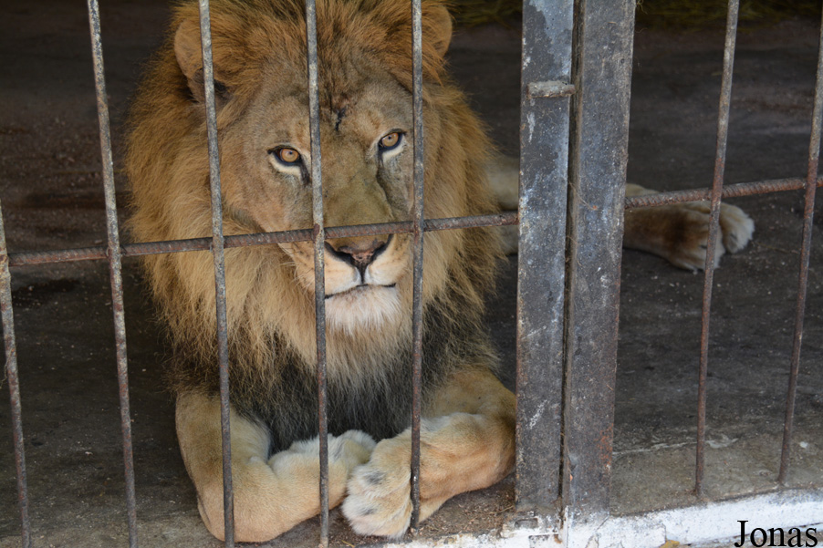 Panthera leo