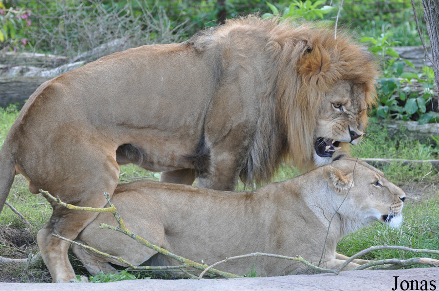 Panthera leo