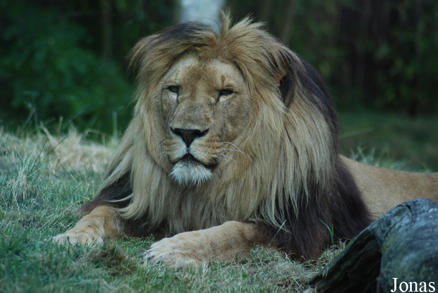 Panthera leo