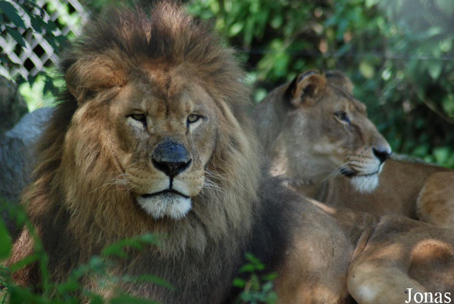 Panthera leo