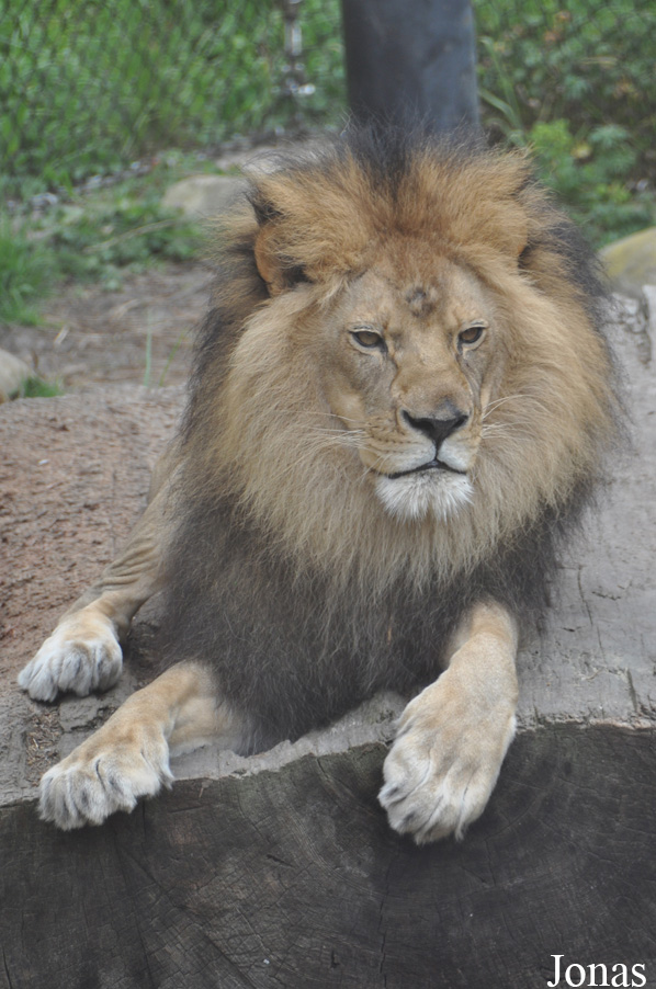 Panthera leo