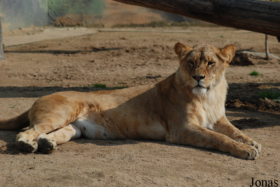 Panthera leo bleyenberghi