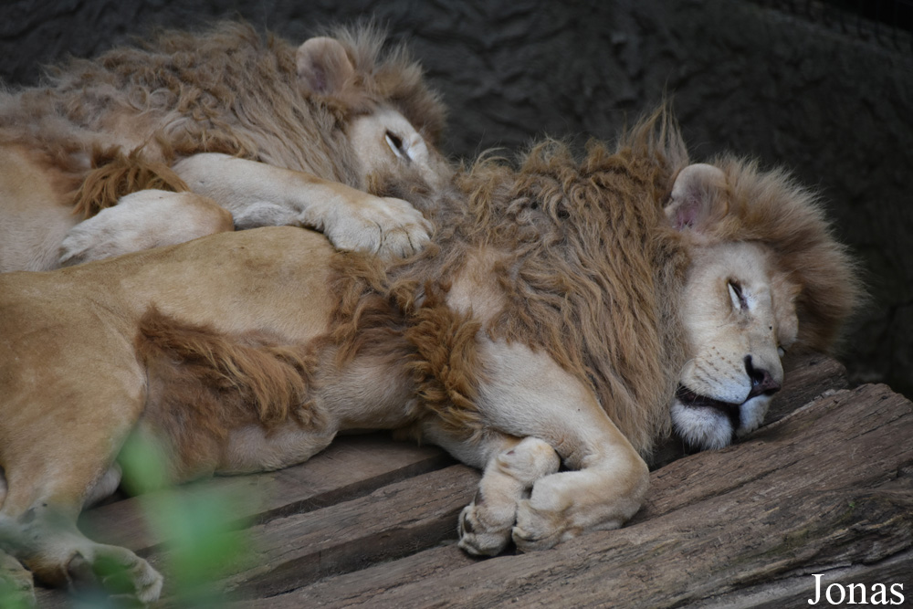 Panthera leo krugeri