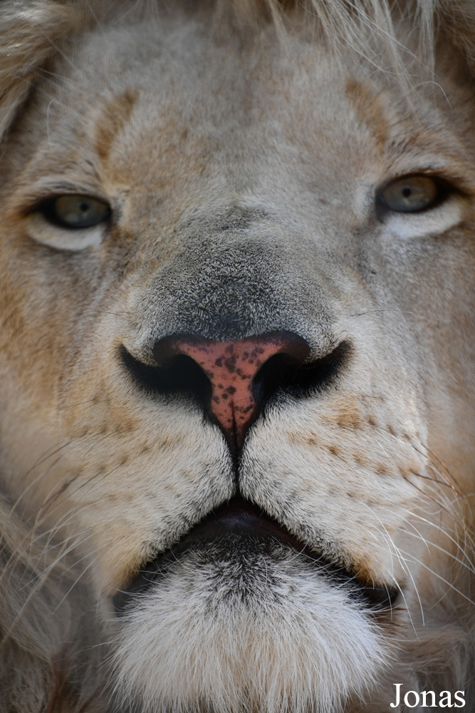 Panthera leo krugeri