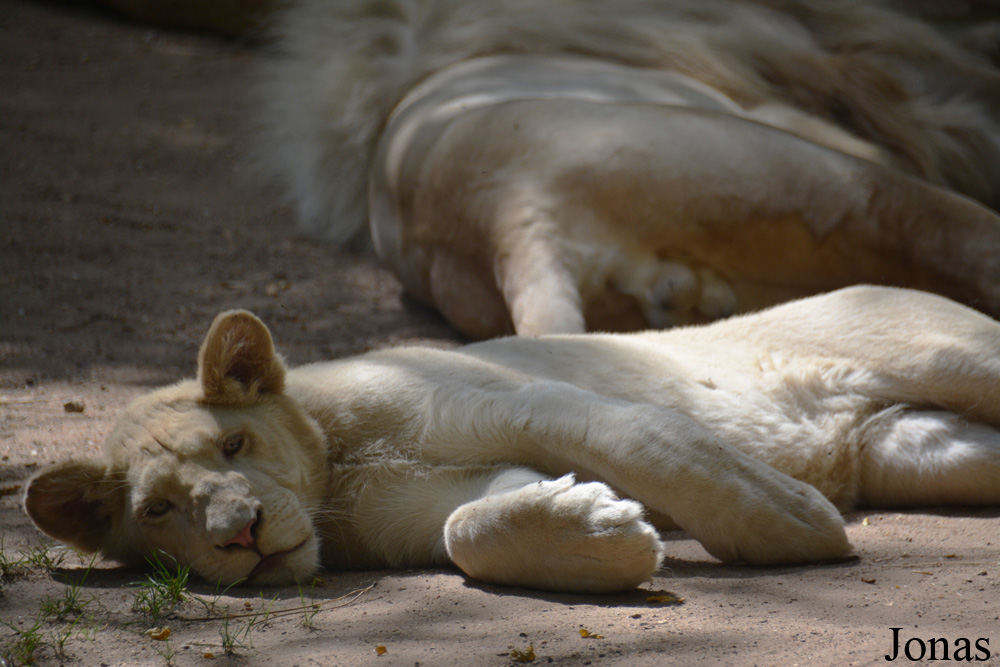 Panthera leo krugeri