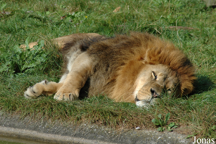 Panthera leo leo