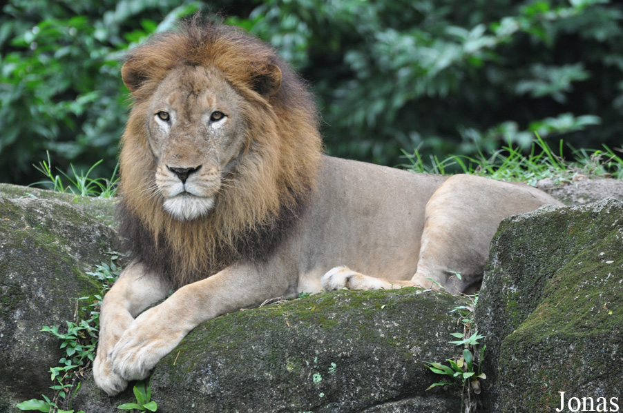 Panthera leo nubica