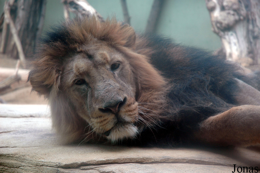 Panthera leo persica