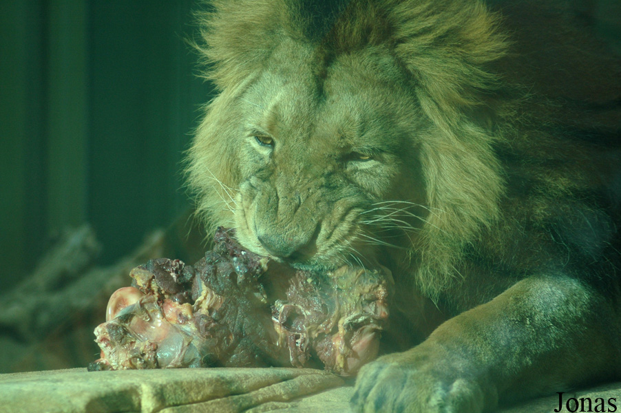 Panthera leo persica