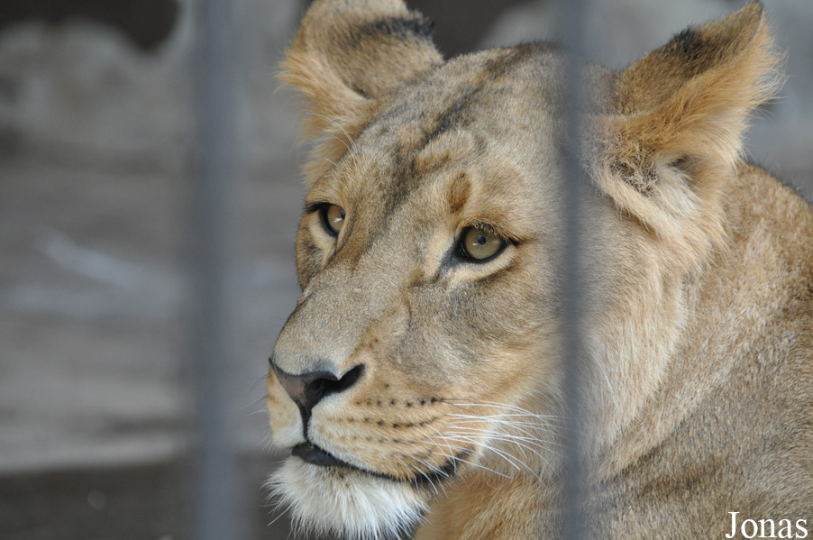 Panthera leo roosevelti
