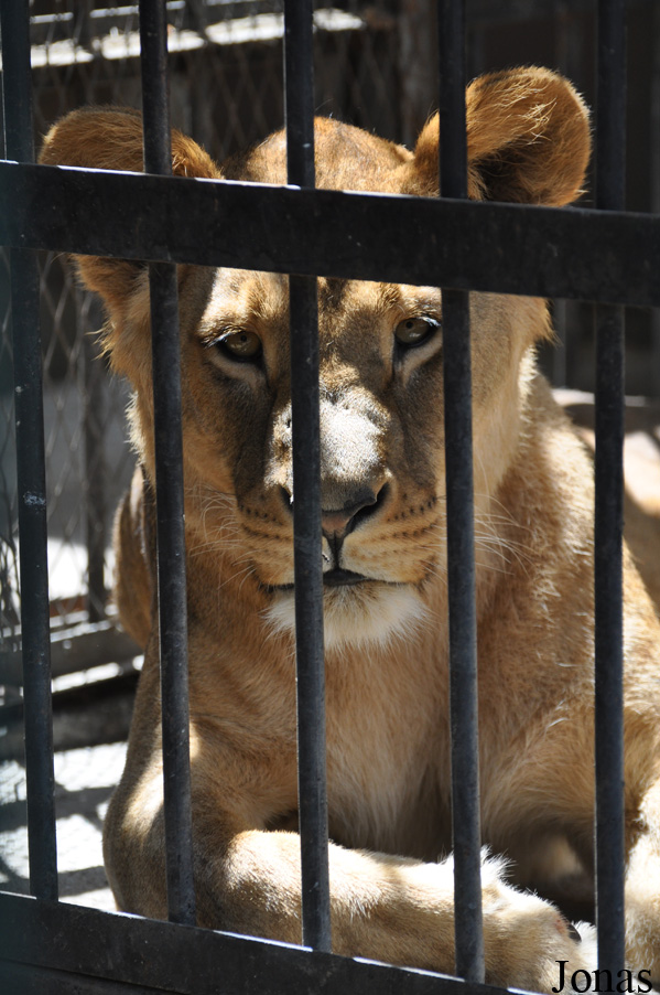 Panthera leo roosevelti