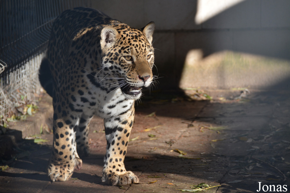 Panthera onca