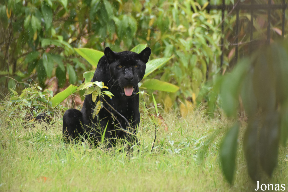 Panthera onca