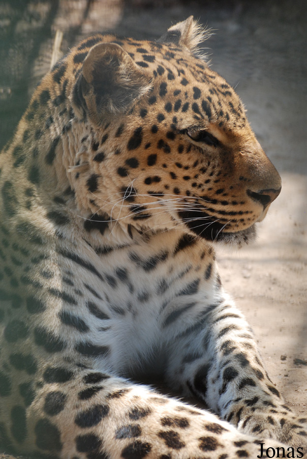 Panthera pardus