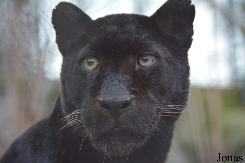 Panthera pardus